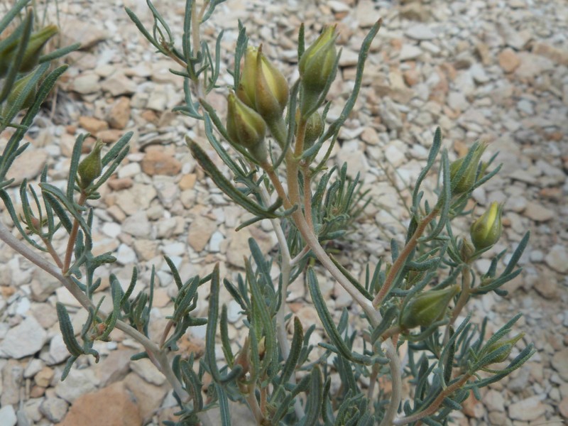 Mentzelia rhizomata photo 6
