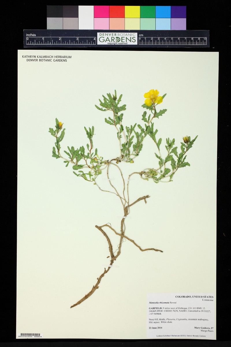 Mentzelia rhizomata photo 7