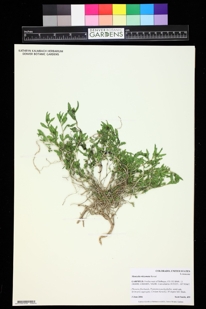 Mentzelia rhizomata photo 8