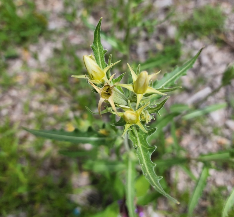 Rusby's Blazingstar