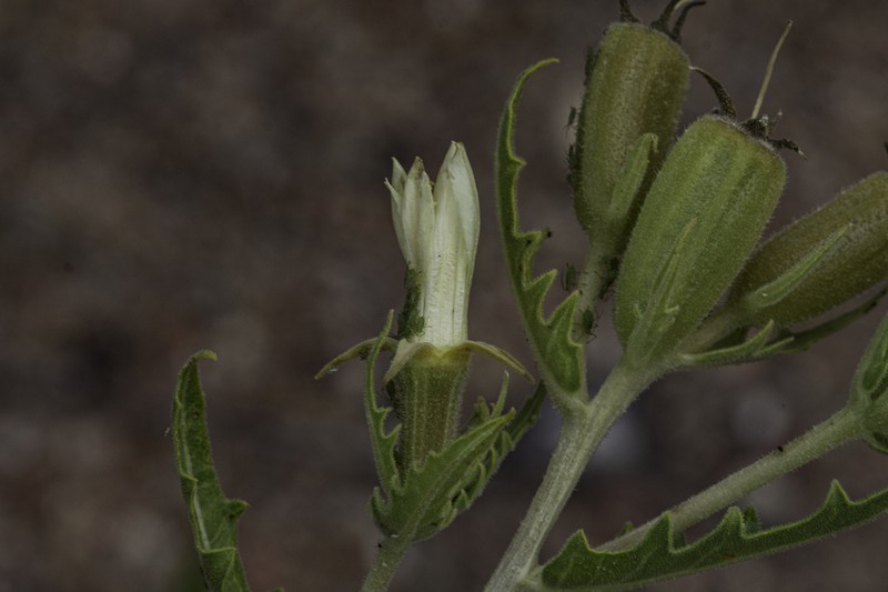 Rusby's Blazingstar photo 2