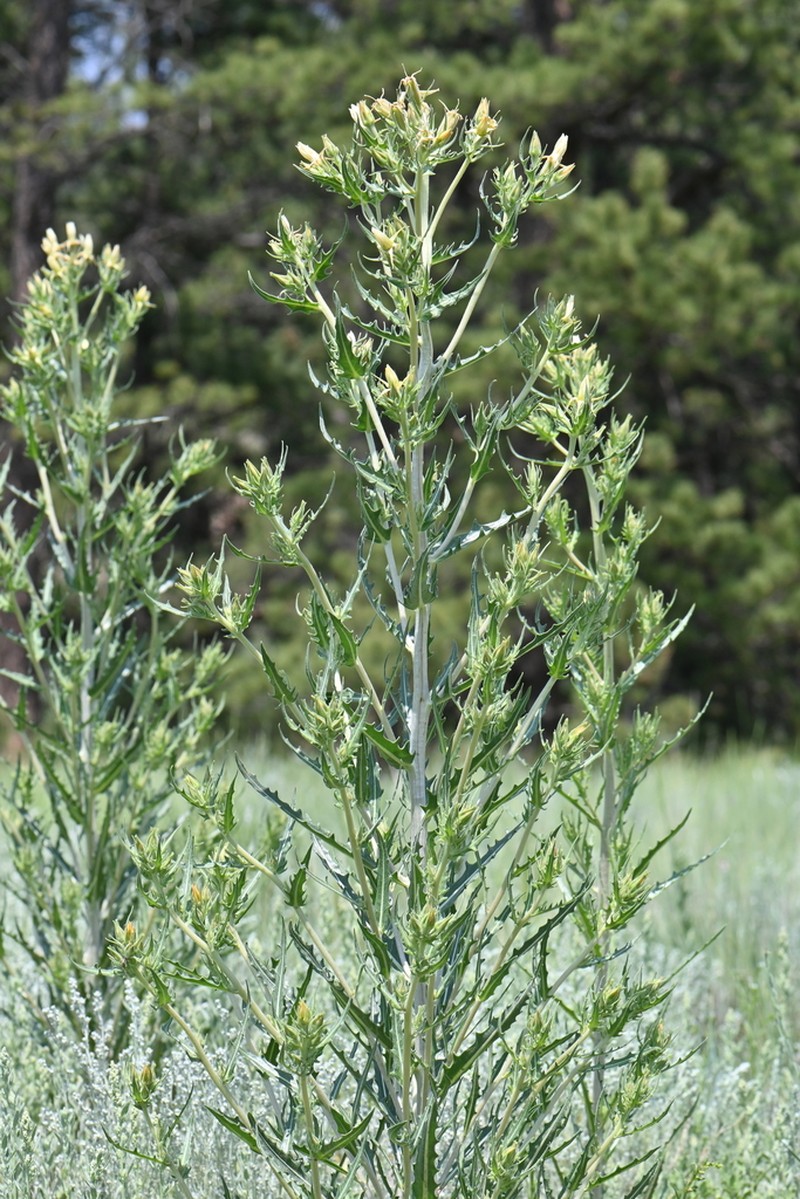 Rusby's Blazingstar photo 4