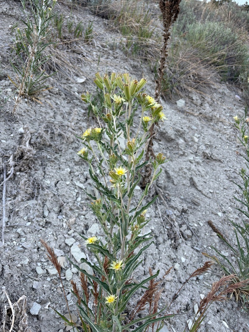 Rusby's Blazingstar photo 6