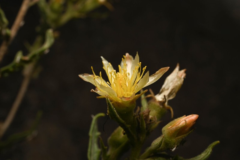 Rusby's Blazingstar photo 7