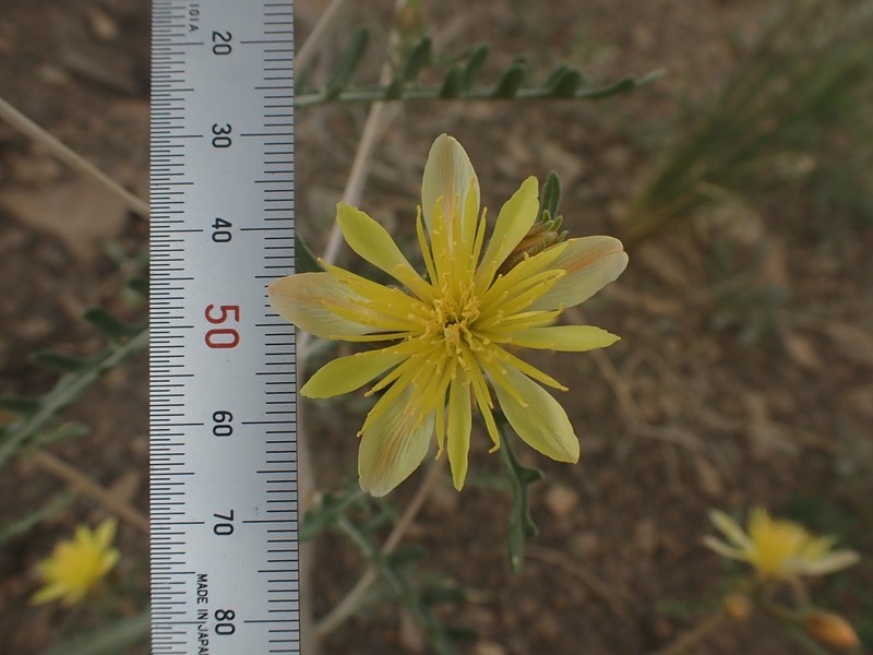 Rusby's Blazingstar photo 8