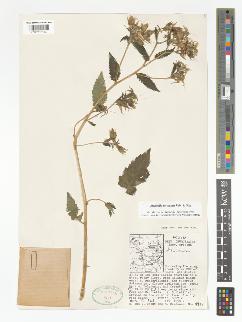 Mentzelia scabra subsp. scabra