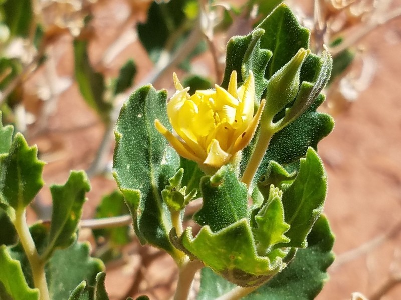 Shultz's Blazingstar