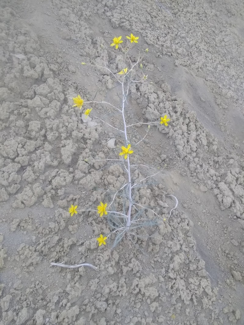 Narrow-Leaved Blazingstar