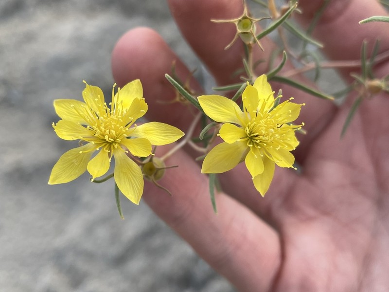 Narrow-Leaved Blazingstar photo 2