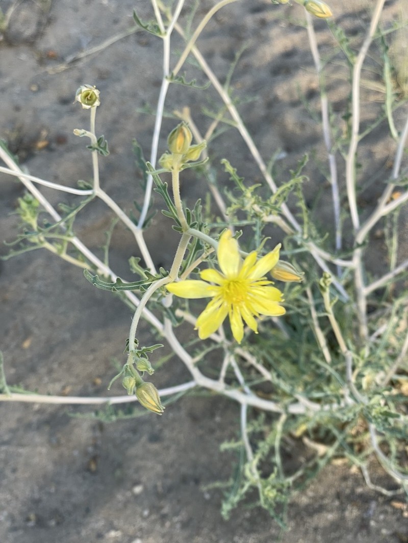 Narrow-Leaved Blazingstar photo 3