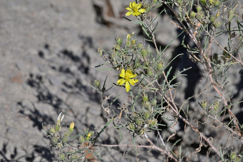 Narrow-Leaved Blazingstar photo 4