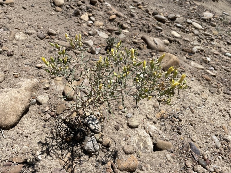 Narrow-Leaved Blazingstar photo 5
