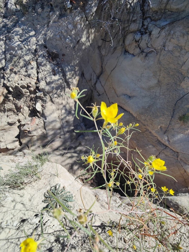 Narrow-Leaved Blazingstar photo 7