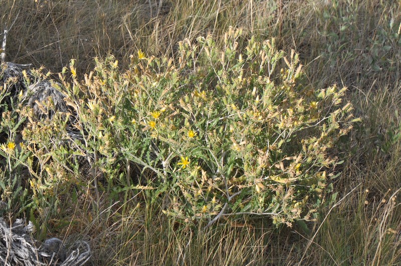 Leechleaf Blazingstar photo 5