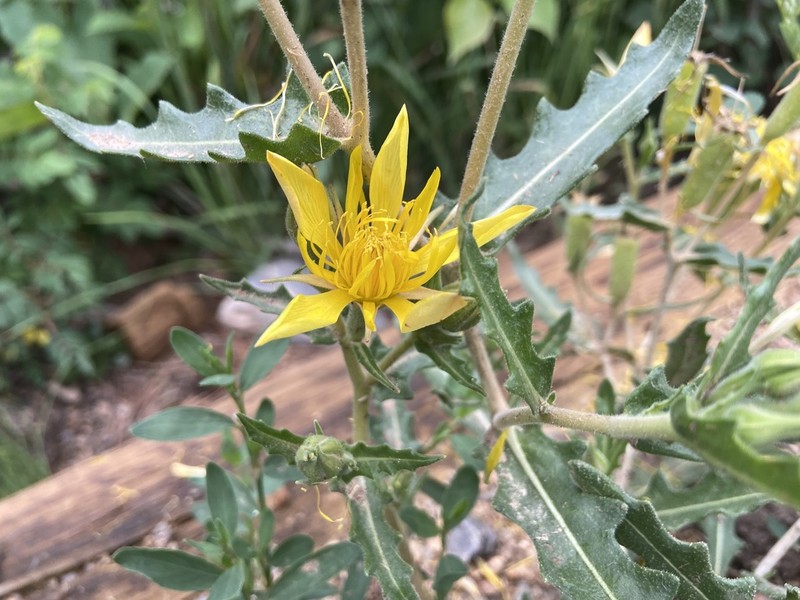 Leechleaf Blazingstar photo 6