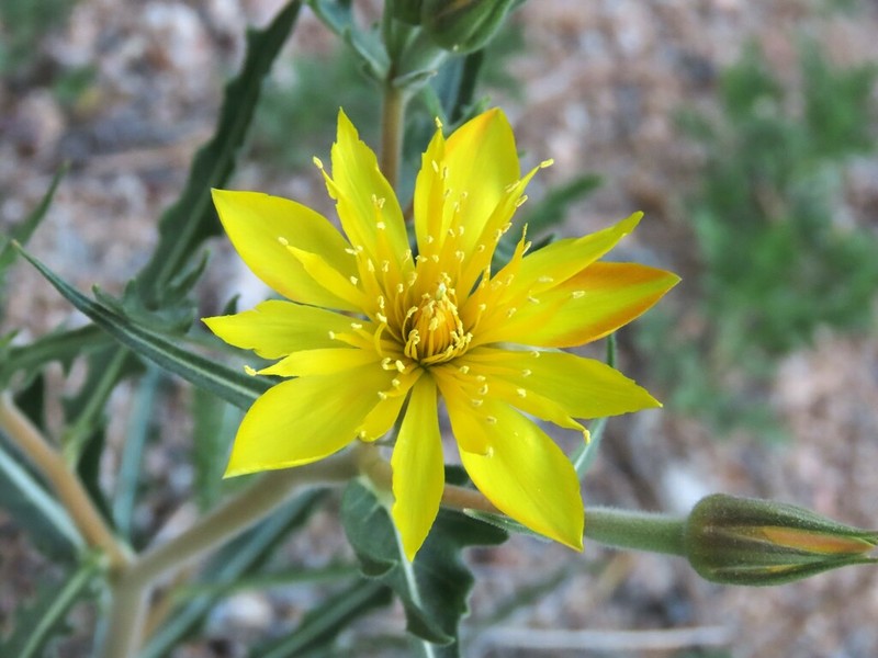 Jeweled Blazingstar photo 3