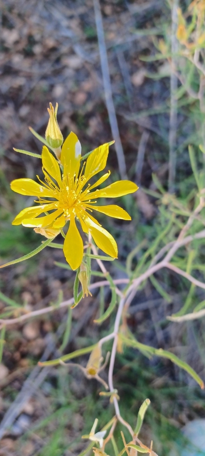 Santa Fe Blazingstar
