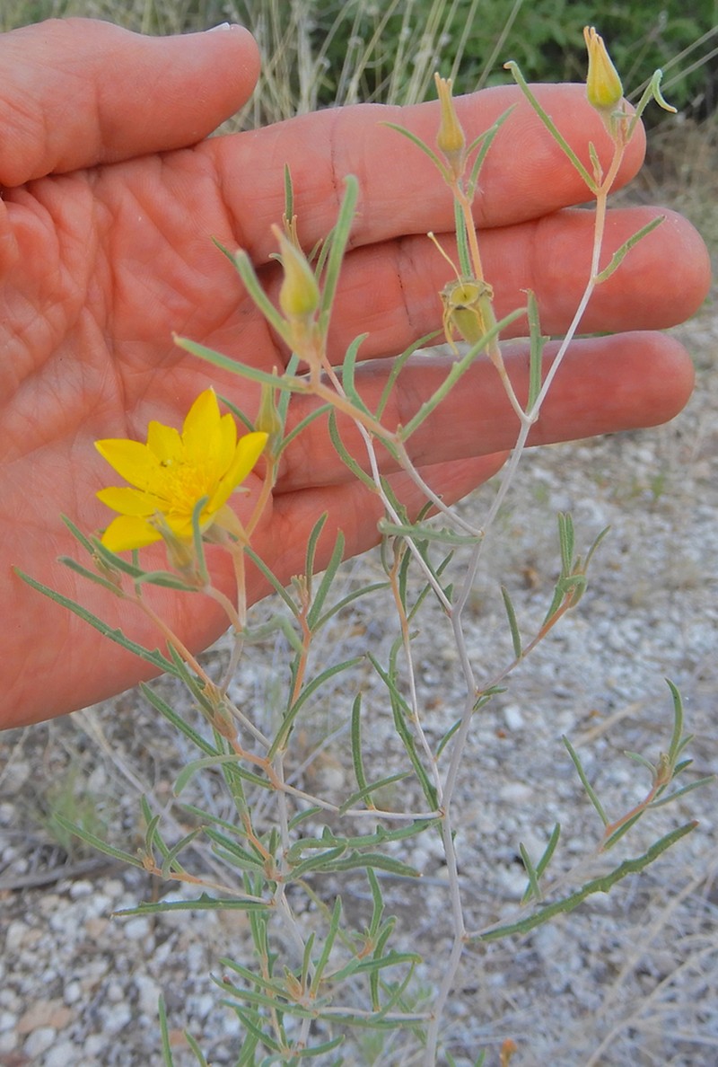 Santa Fe Blazingstar photo 2