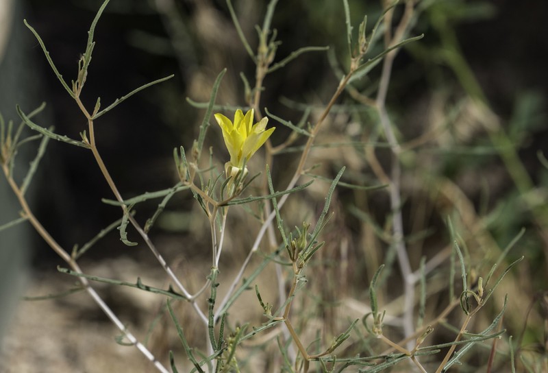 Santa Fe Blazingstar photo 3