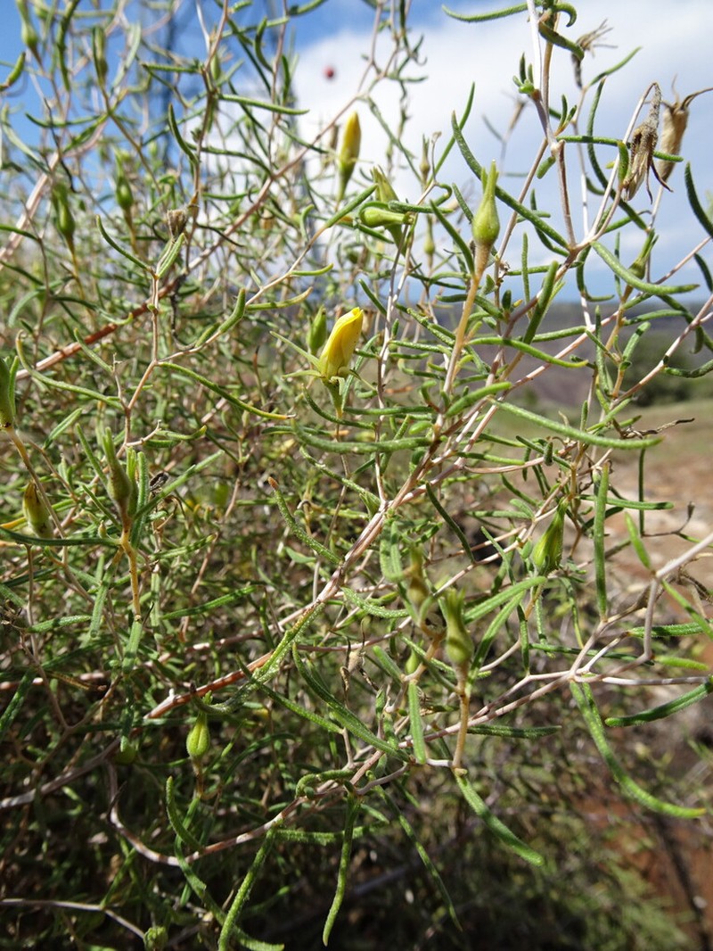Santa Fe Blazingstar photo 4