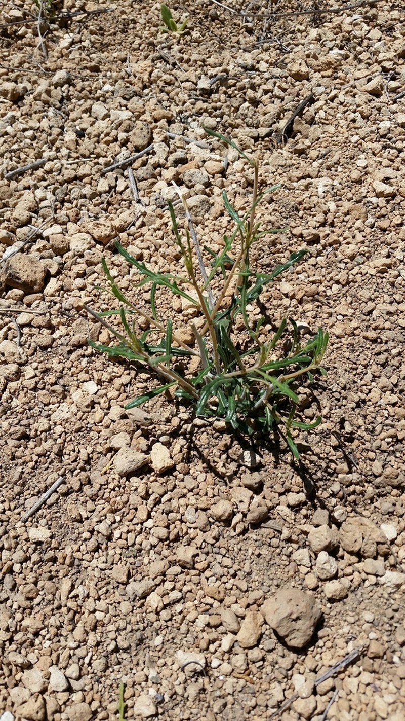 Santa Fe Blazingstar photo 5