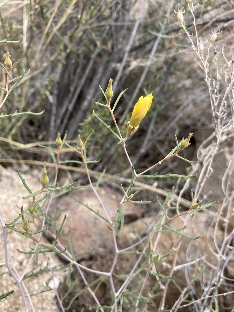 Santa Fe Blazingstar photo 6