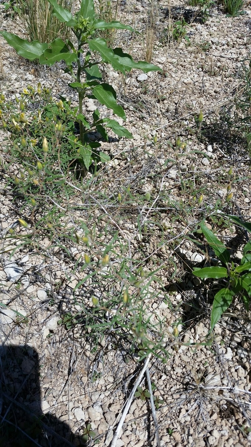 Santa Fe Blazingstar photo 7