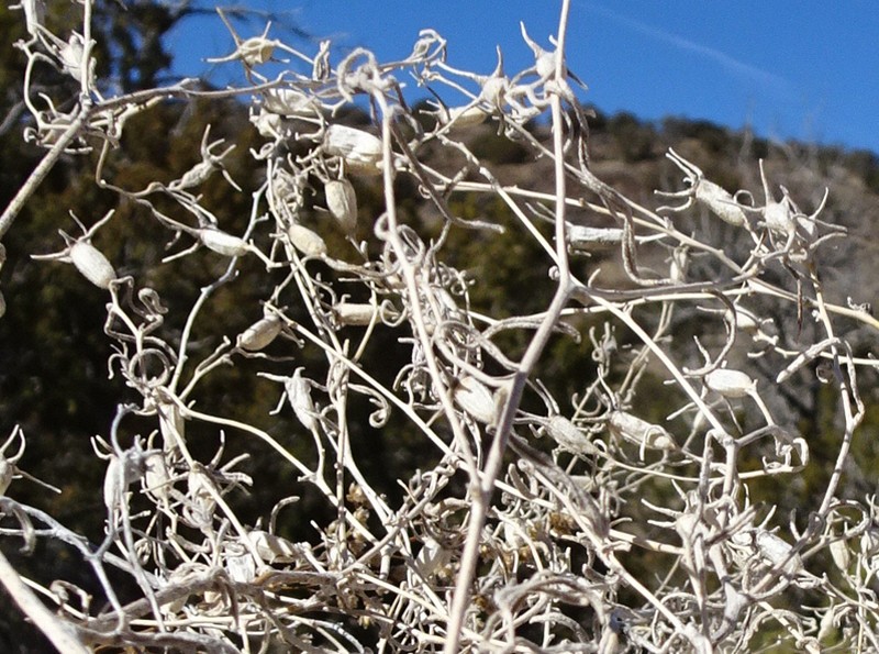 Santa Fe Blazingstar photo 8