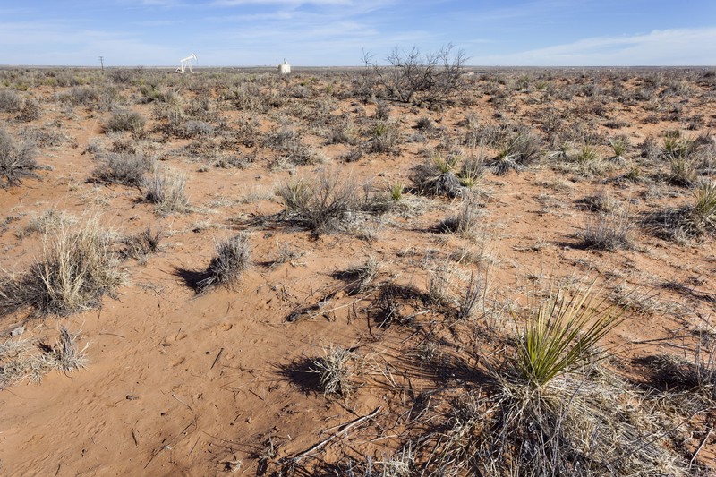 Grassland Blazingstar