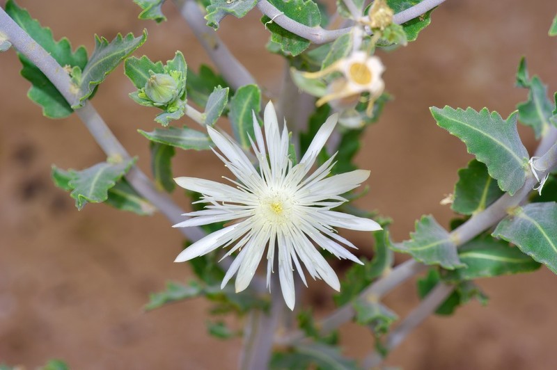 Grassland Blazingstar