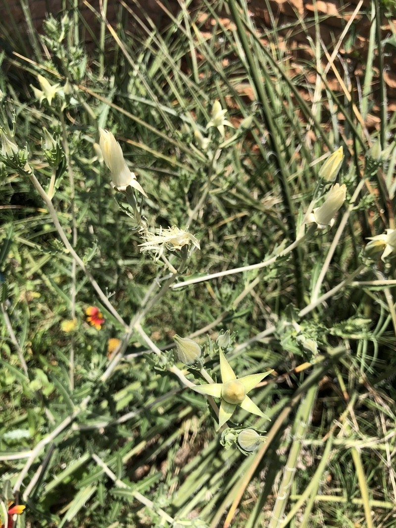 Grassland Blazingstar photo 2