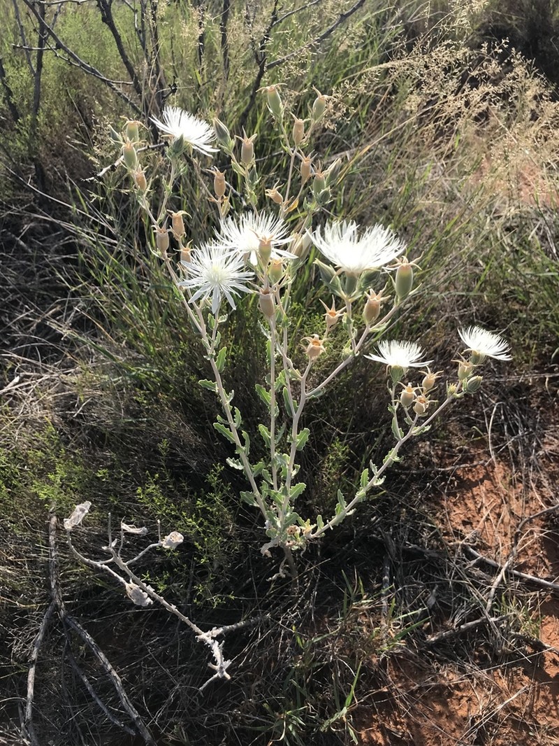 Grassland Blazingstar photo 3
