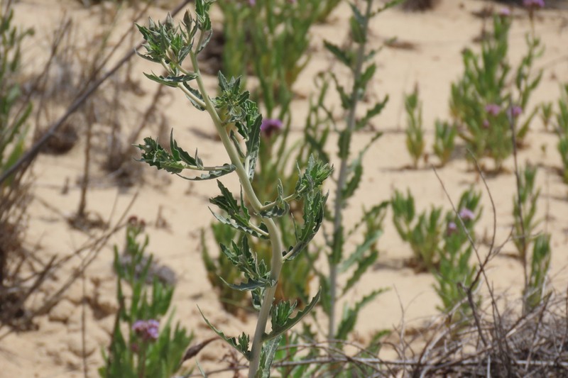 Grassland Blazingstar photo 5