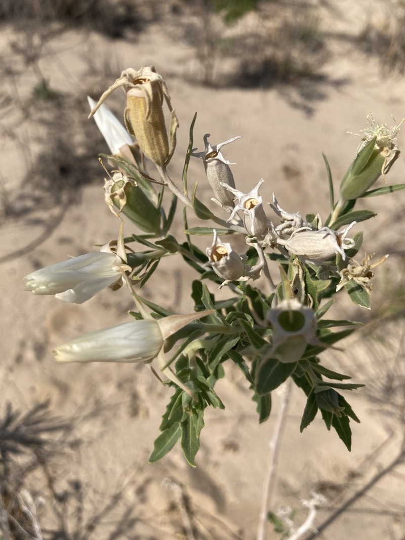 Grassland Blazingstar photo 6