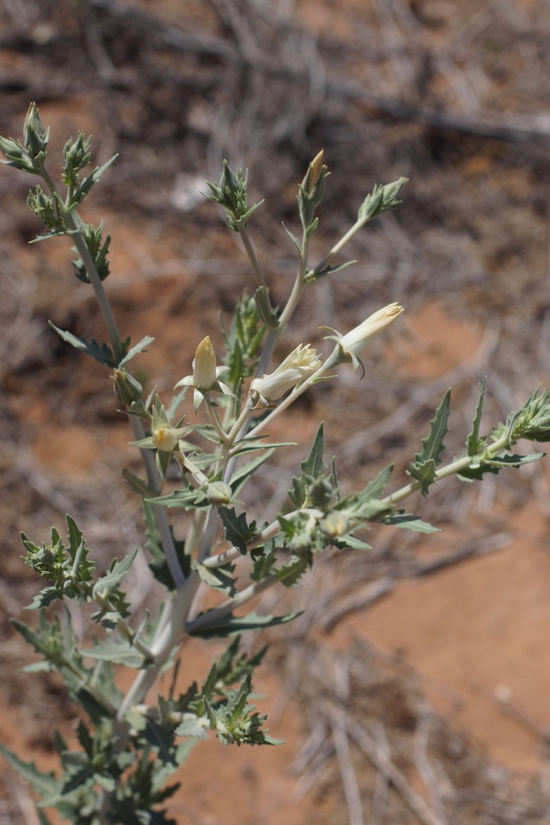 Grassland Blazingstar photo 7