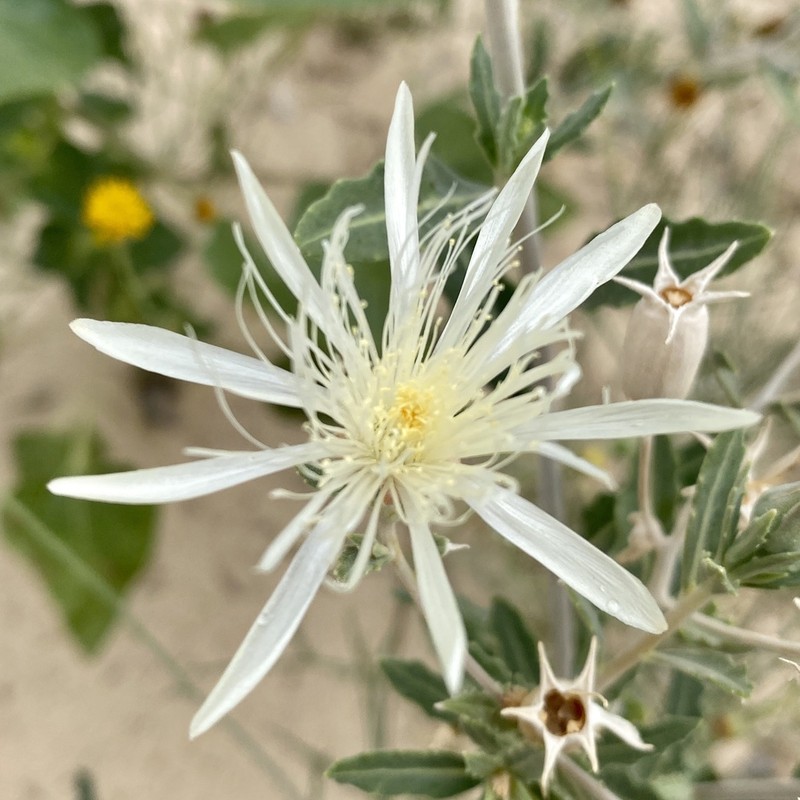 Grassland Blazingstar photo 8