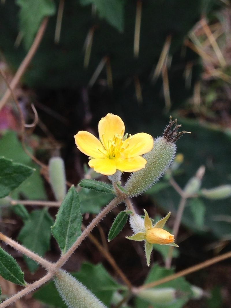 Texas Blazingstar