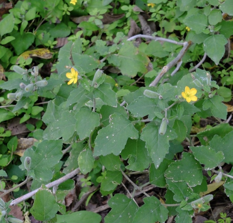 Texas Blazingstar photo 2