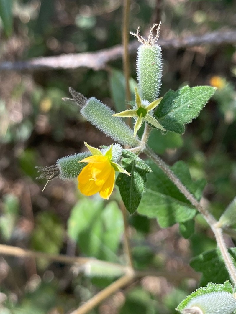 Texas Blazingstar photo 3