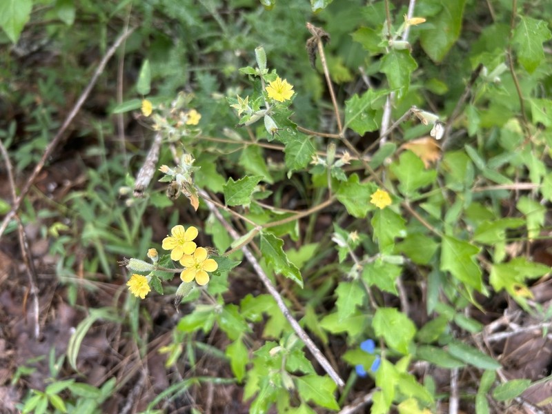Texas Blazingstar photo 4