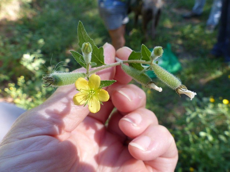 Texas Blazingstar photo 5