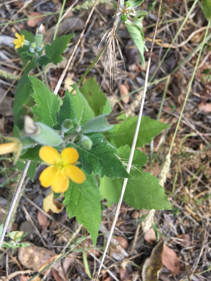 Texas Blazingstar photo 6