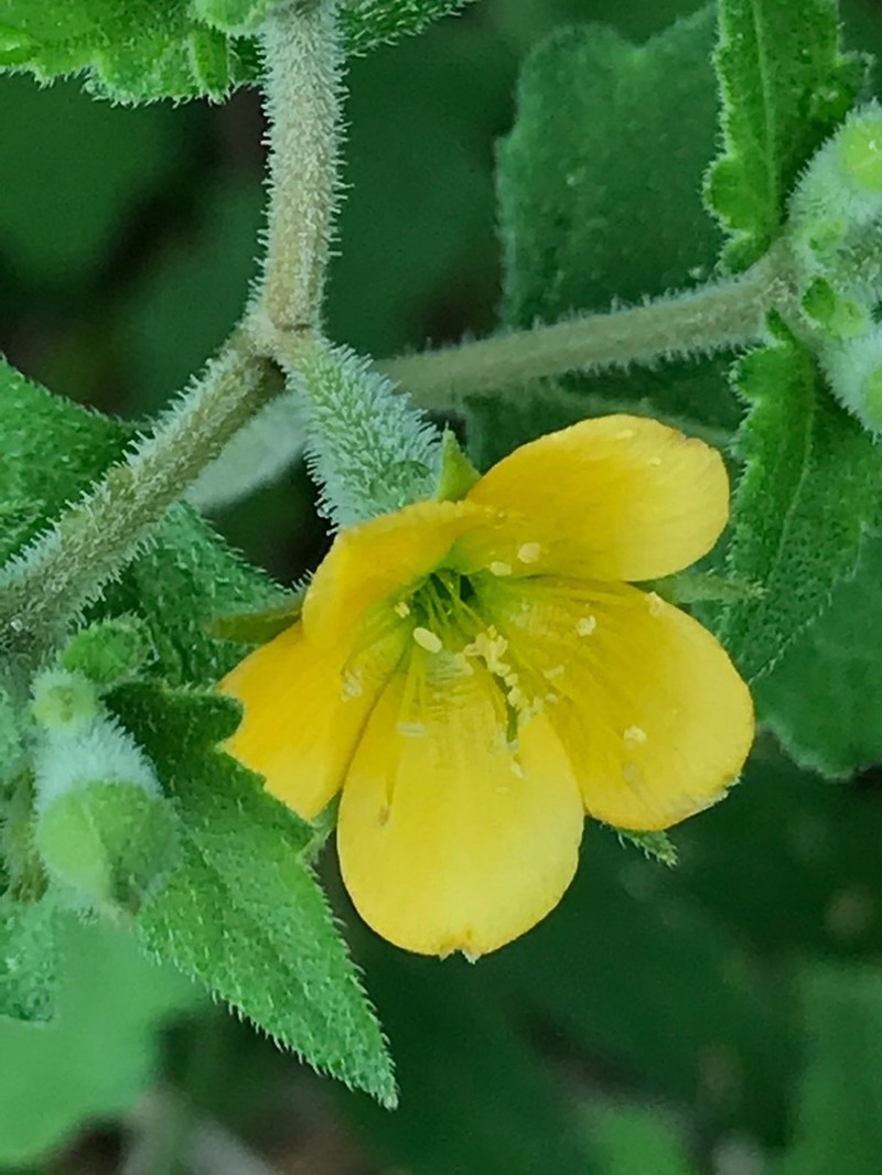 Texas Blazingstar photo 7