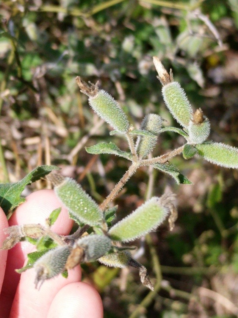 Texas Blazingstar photo 8