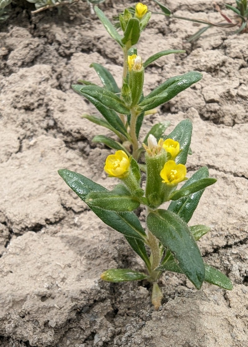Mentzelia thompsonii