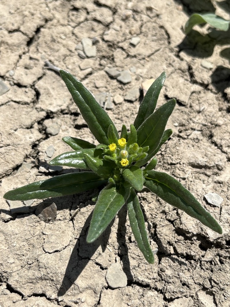 Mentzelia thompsonii photo 2