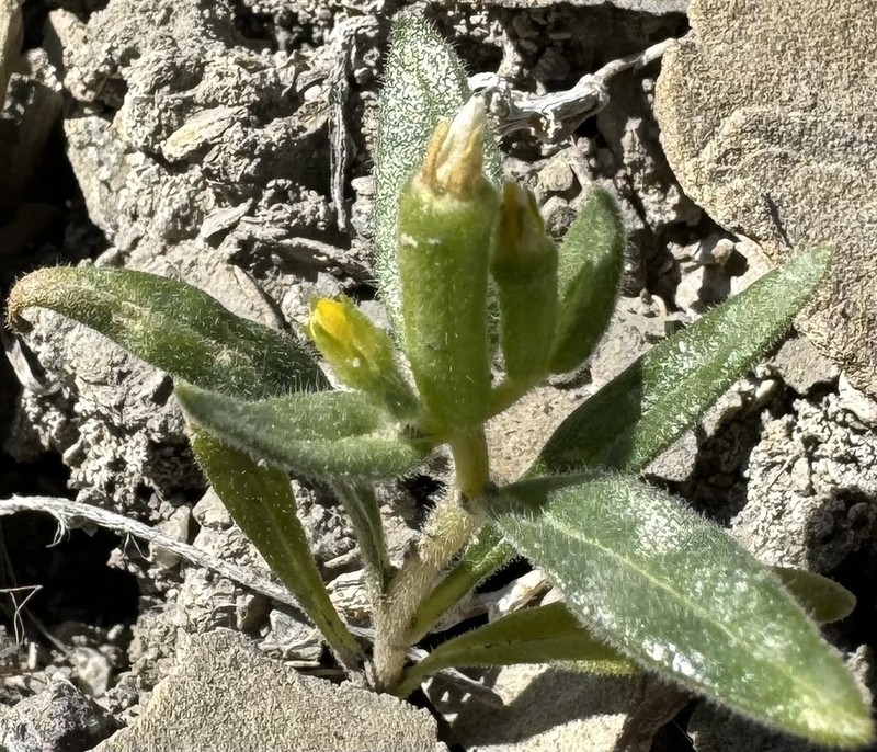 Mentzelia thompsonii photo 3