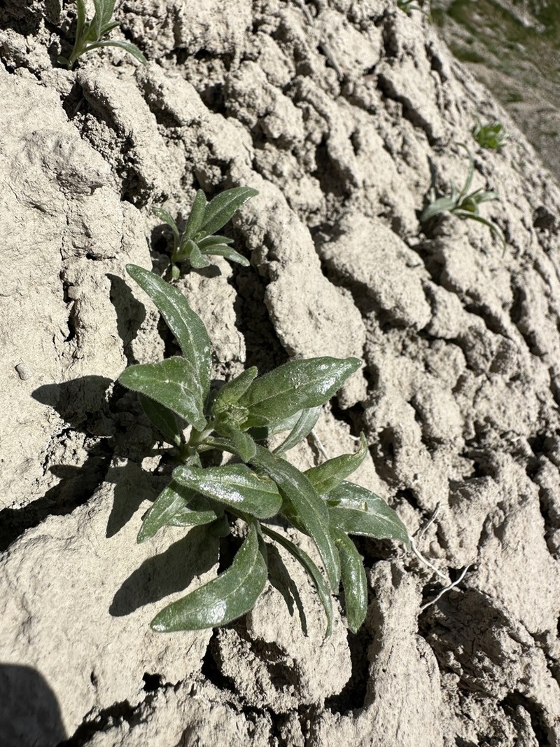 Mentzelia thompsonii photo 4