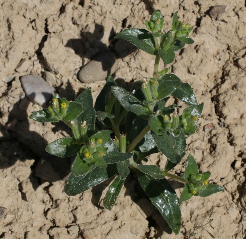Mentzelia thompsonii photo 6