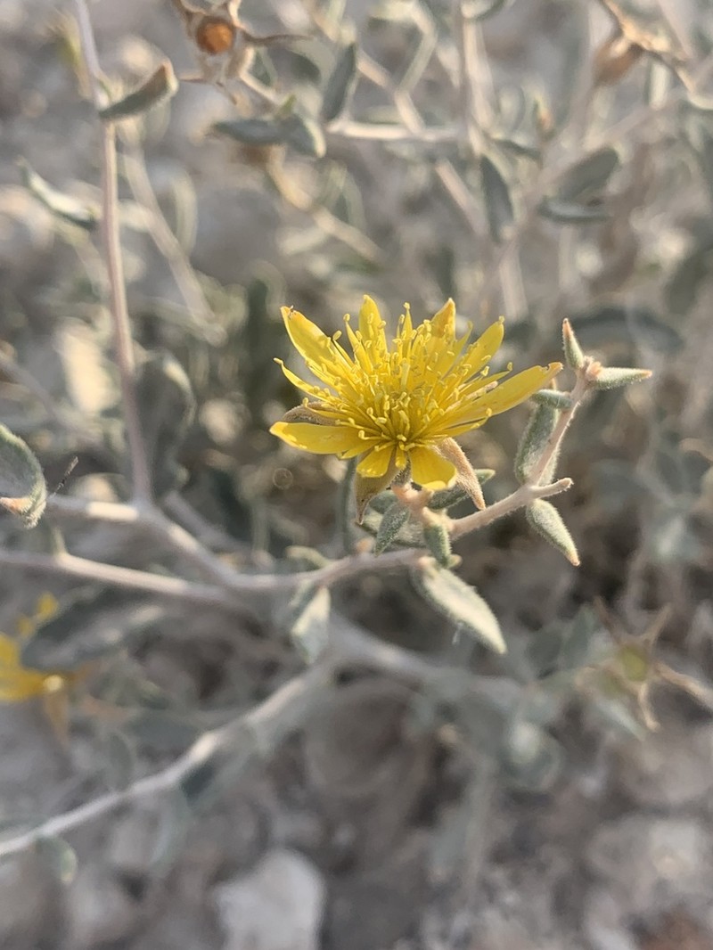 Tiehm's Blazing Star photo 8